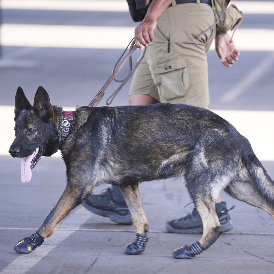 Some sniffer dogs at the Club World Cup outfitted with booties to protect their paws from the heat